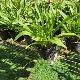 Hoa phong lan vũ nữ sao châu âu