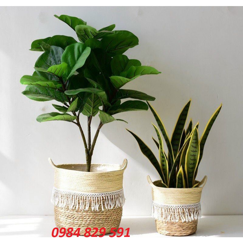 Cây giả - Cây bàng Singapore 3 nhánh, 25 lá to-trang trí nhà cửa
