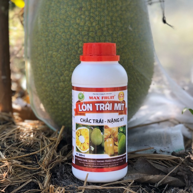 PHÂN BÓN MÍT, LỚN TRÁI MÍT