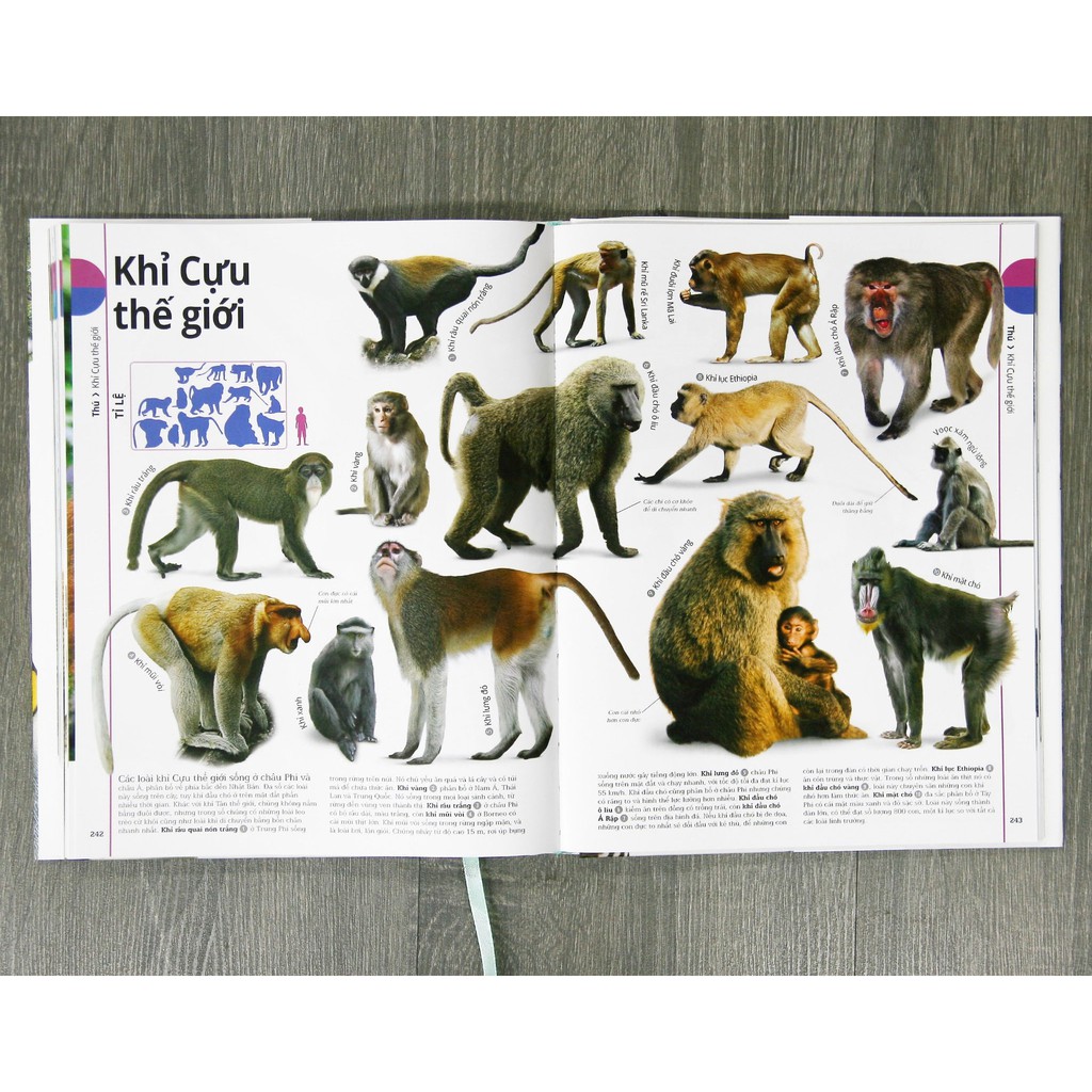 Sách Động Vật: Bách Khoa Thư Hình Ảnh Về Các Loài Vật Trên Trái Đất