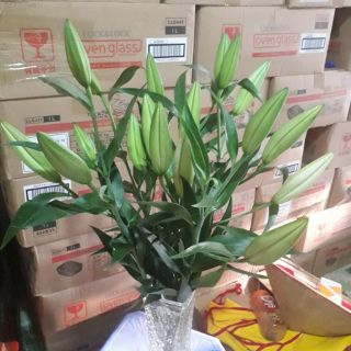 Lọ hoa thủy tinh kích thước 25cm ×8cm