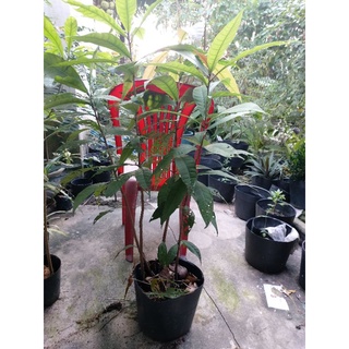 Chậu 4 gốc hoa Lộc Vừng hoa trắng