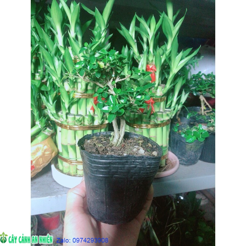 Cây Sam Hương Bonsai