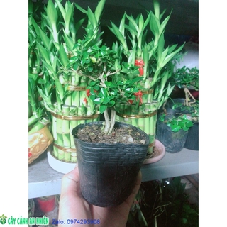 Cây Sam Hương Bonsai