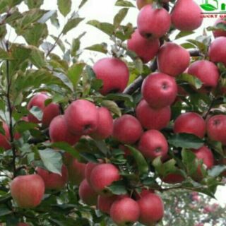 Cây táo đỏ giống