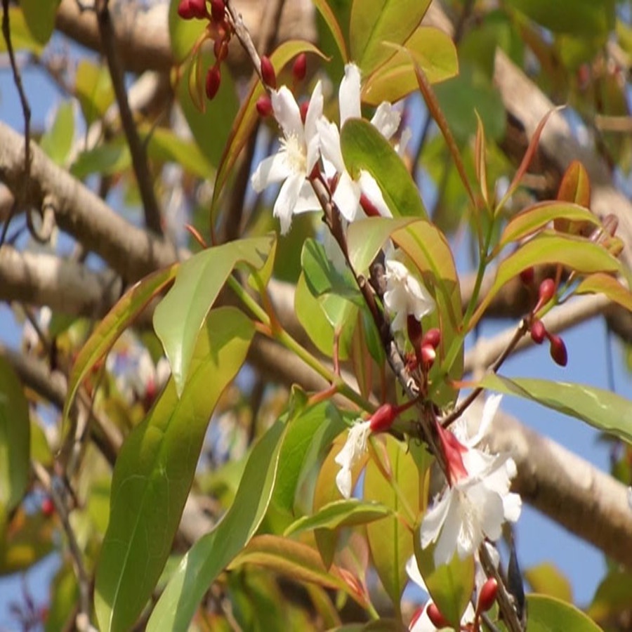 Cây Thành Ngạnh  Khô 01KG - thanhnganh