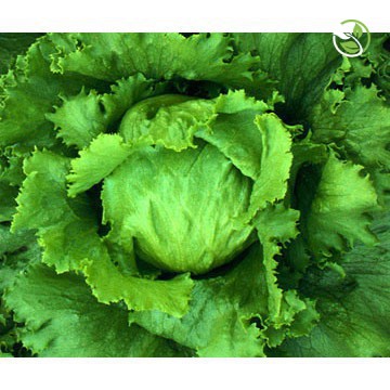 Hạt Giống Rau Xà Lách Búp Minetto Phú Nông - Gói 2g - Lettuce Minetto