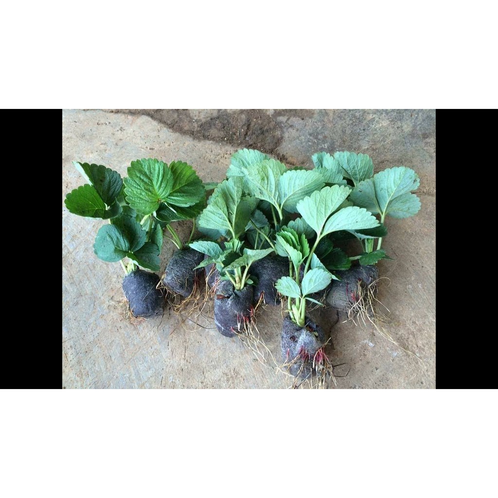 Cây giống dâu tây mua 10 cây tặng 1 cây