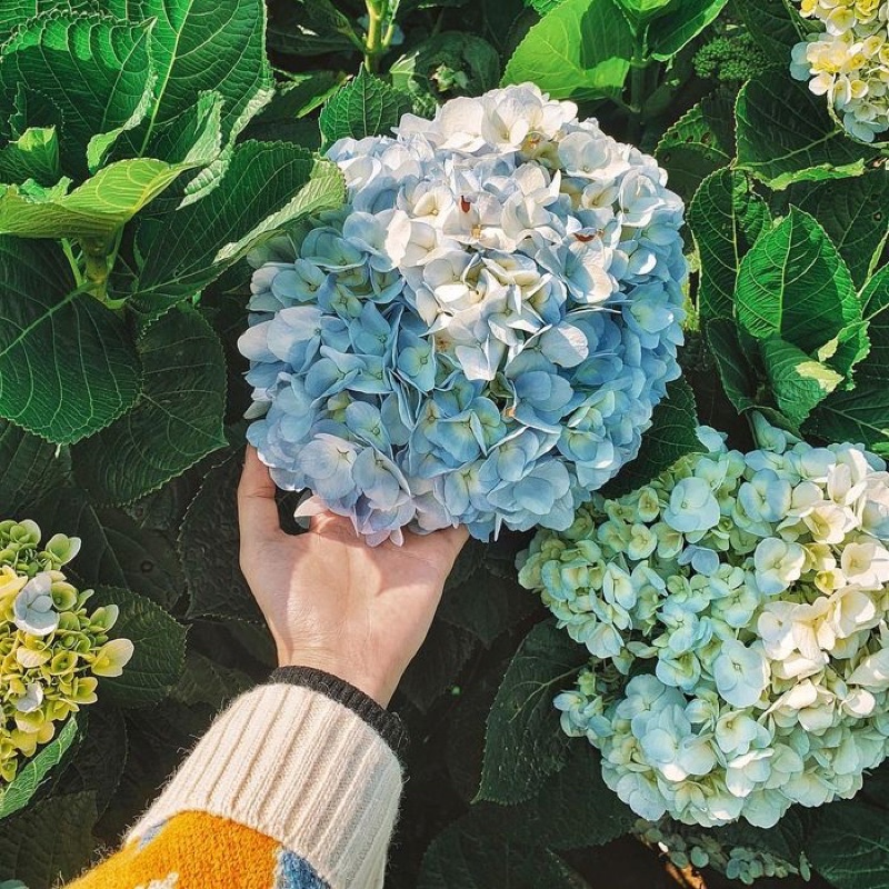 Cẩm tú cầu Đà Lạt cây khoẻ dễ sai hoa Jun Garden