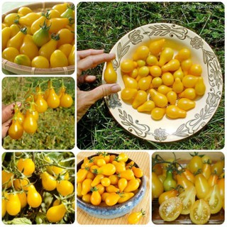 Hạt Giống Cà Chua Lê Vàng - 30 Hạt