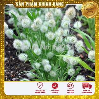Hạt Giống Cỏ Đuôi Thỏ 50gr