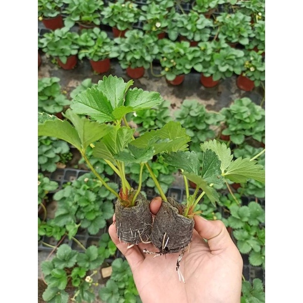 Combo 5 ngó dâu tây hana chịu nhiệt