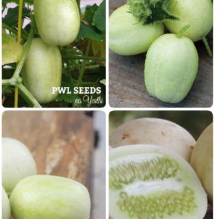 [PWL SEEDS] CRYSTAL APPLE CUCUMBER - DƯA LEO TÁO PHA LÊ, HẠT GIỐNG 5 HẠT/ỐNG