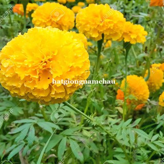 40h - HẠT GIỐNG HOA VẠN THỌ MỸ