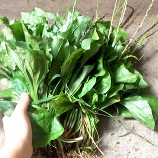 1 kg bông mã đề tươi,khô