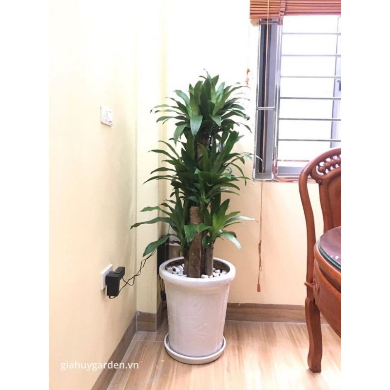 Thần tài lá xanh cắt khúc