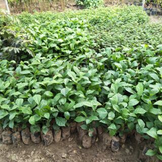 CÂY CHÈ XANH UỐNG NƯỚC