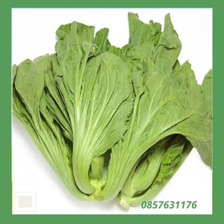 Hạt giống cải bẹ