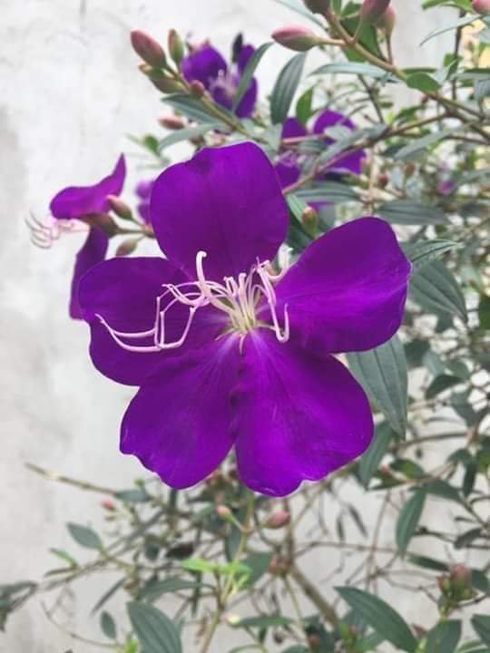 Cây giống sim thái