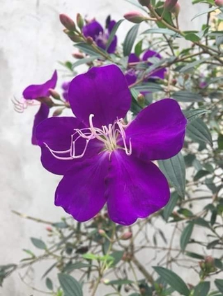 Cây giống sim thái