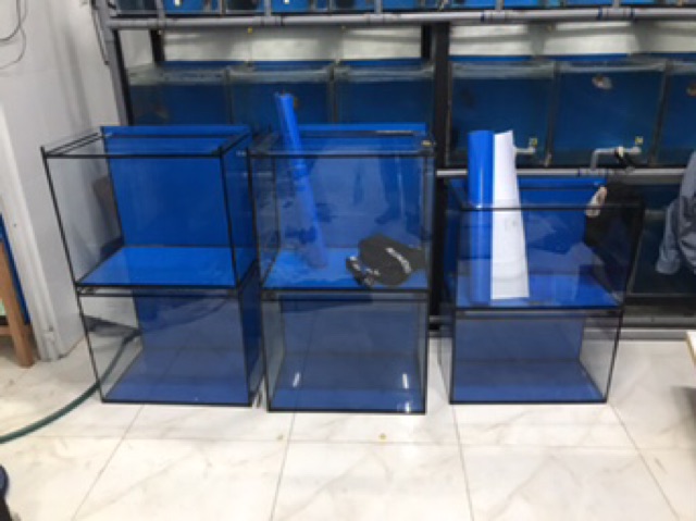 Hồ cubic 30cm kính 5 li và 6 li