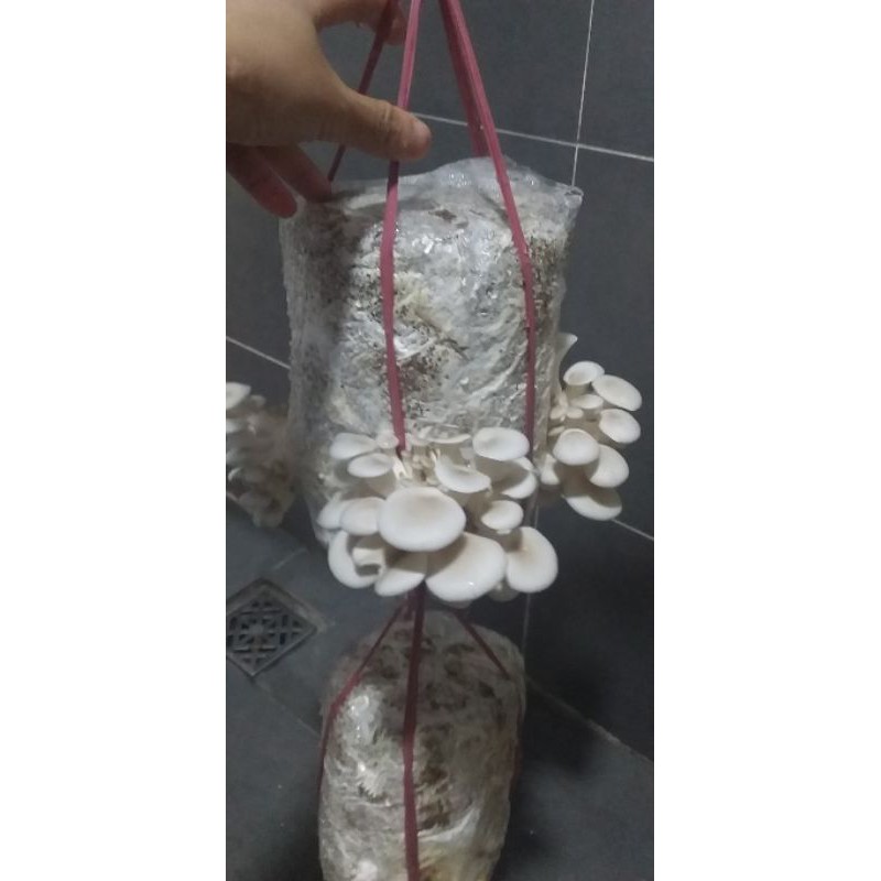 Phôi nấm bào ngư trắng size đại