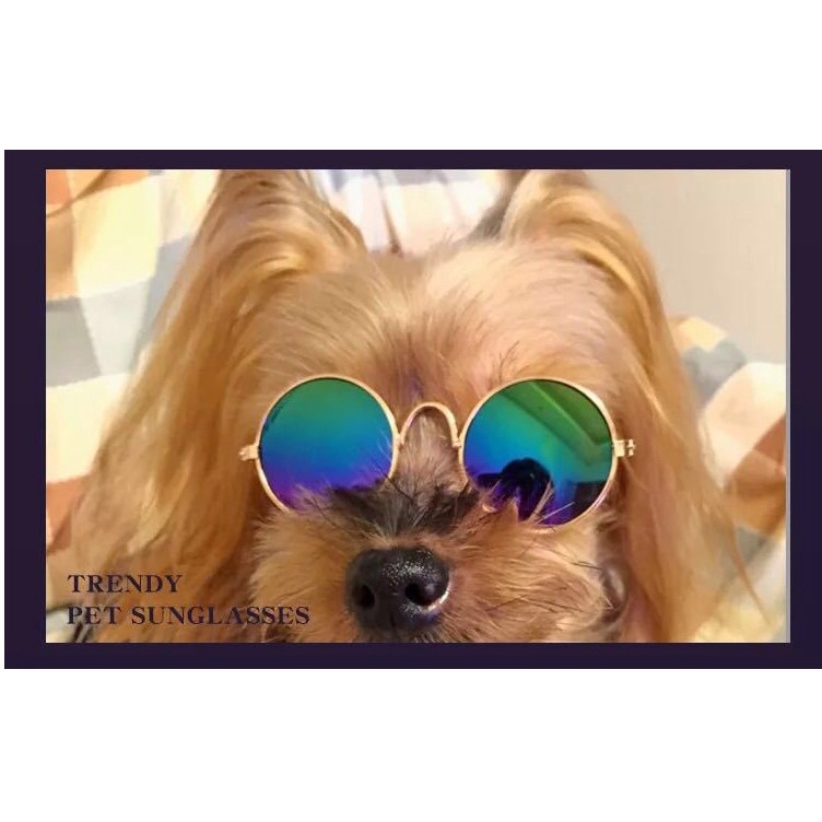 Kính mát chụp ảnh đáng yêu cho thú cưng