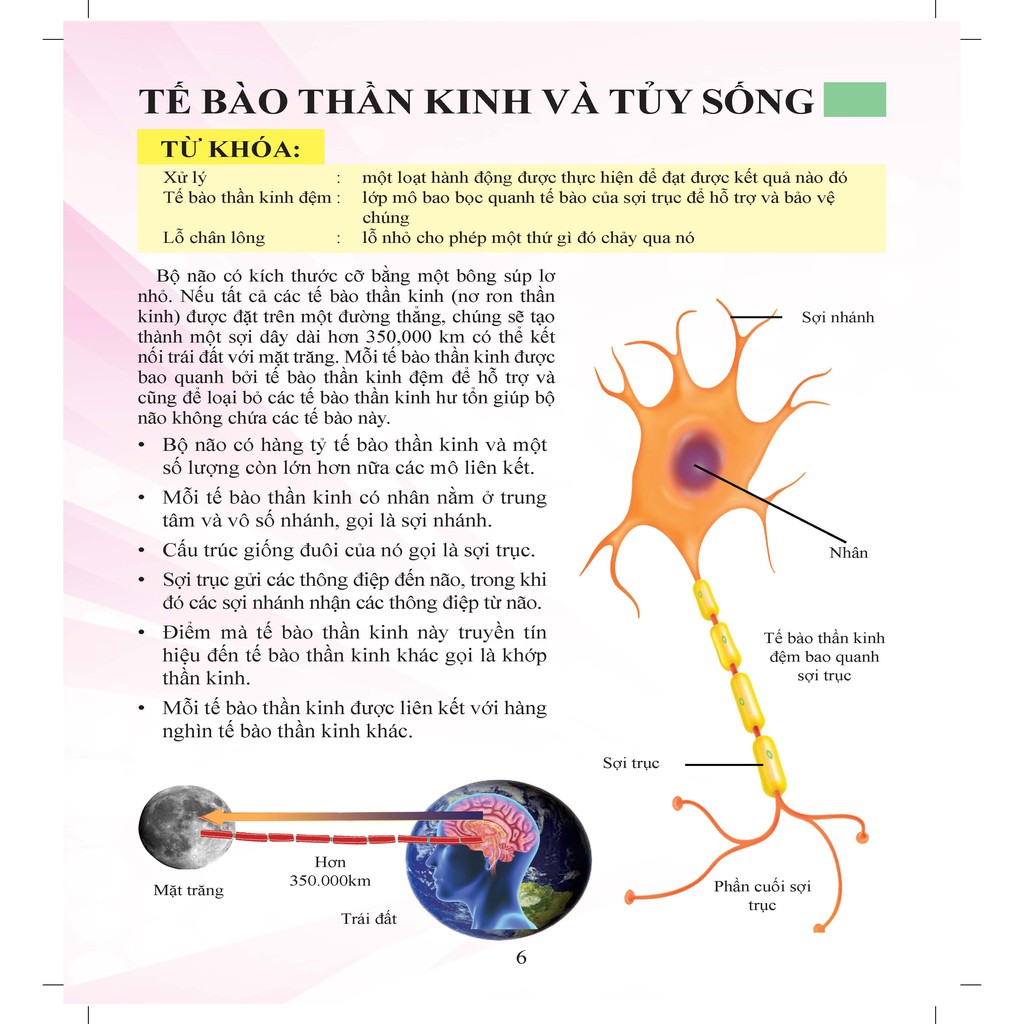 Sách - Cơ Thể Của Tôi Hoạt Động Như Thế Nào - Bộ Não