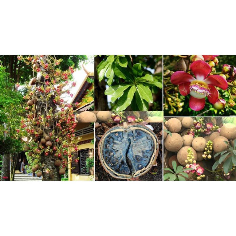 Sản phẩm cây giống SALA - cây giống gửi đi nguyên bầu + Tặng  phân hữu cơ cao cấp