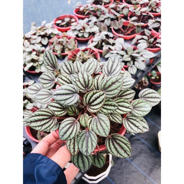 Chậu cây Hạnh tiên thảo
