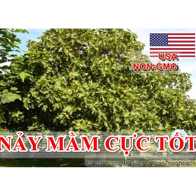 10h Hạt Giống Sung Mỹ USA