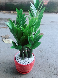 Chậu Kim Phát Tài