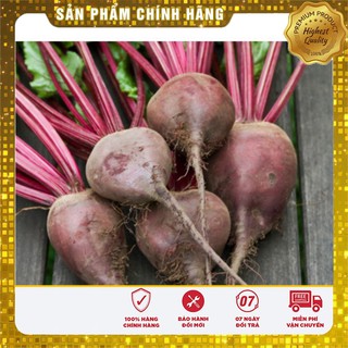 COMBO 2 gói hạt giống củ dền đỏ TẶNG 1 phân bón