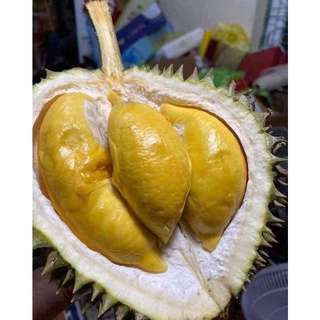 Cây giống sầu riêng óc khỉ
