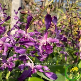 DENDRO RỒNG TÍM | Cây giống