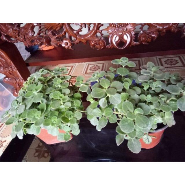 Cây nhất mạt hương( đuổi muỗi)