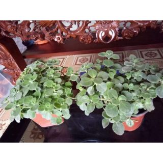 Cây nhất mạt hương( đuổi muỗi)