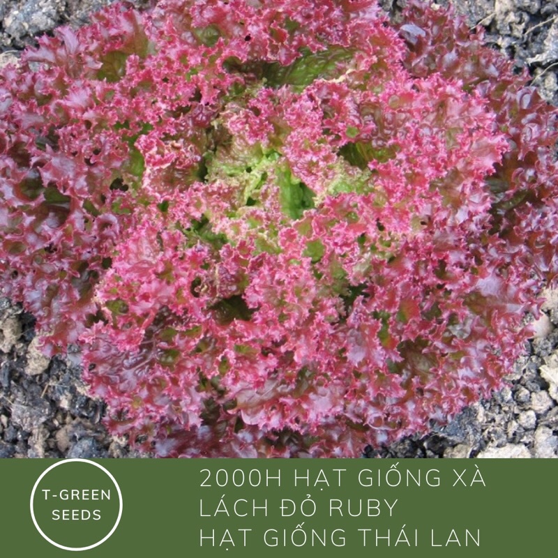 Hạt giống xà lách xoăn đỏ ruby