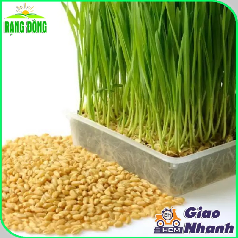 Hạt giống Mầm Lúa Mạch (Cỏ Lúa Mì) Dễ Trồng, Thơm, Ngọt (gói 100 gram) - Hạt Giống Phú Nông