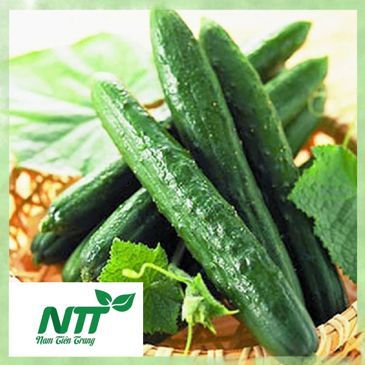Hạt giống Dưa Leo Nhật TN
