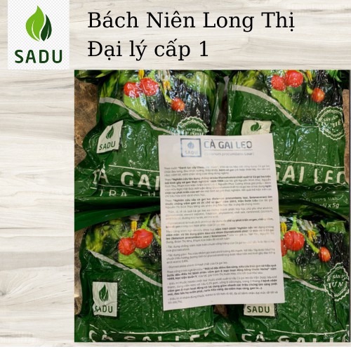 (MUA 3kg TẶNG 1 túi) Trà túi lọc cà gai leo Sadu- 200 gói lọc- bảo vệ gan của cả gia đình