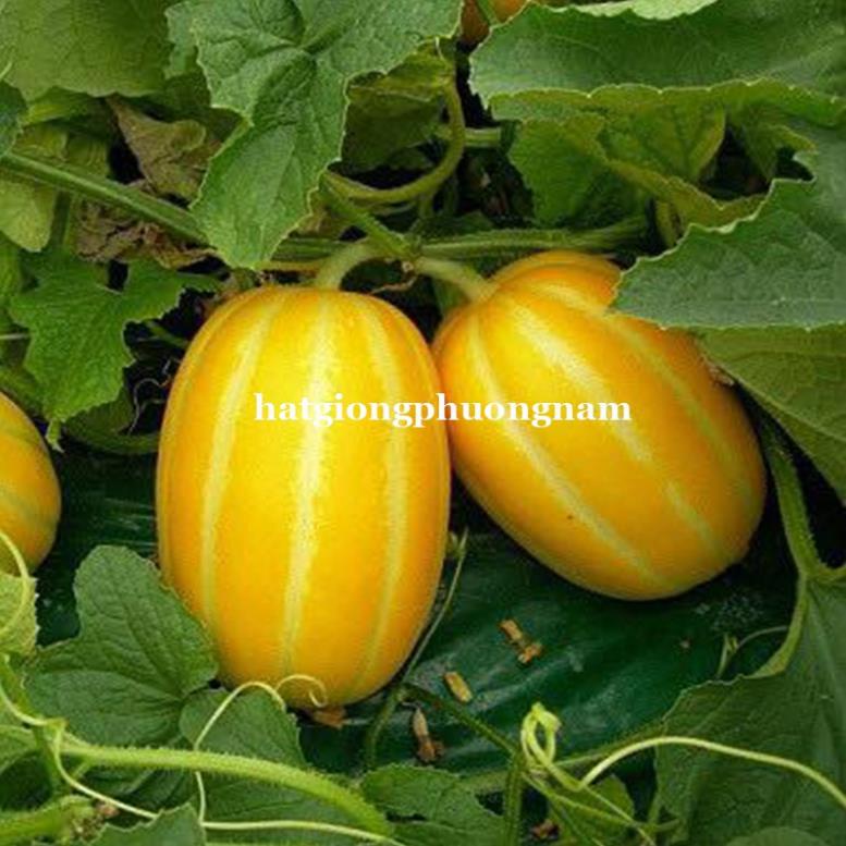 5H - HẠT GIỐNG DƯA LÊ HÀN QUỐC