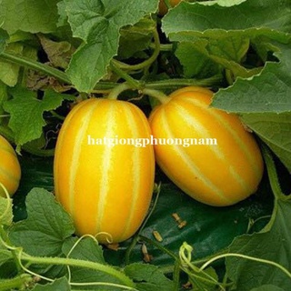 5h - hạt giống dưa lê hàn quốc