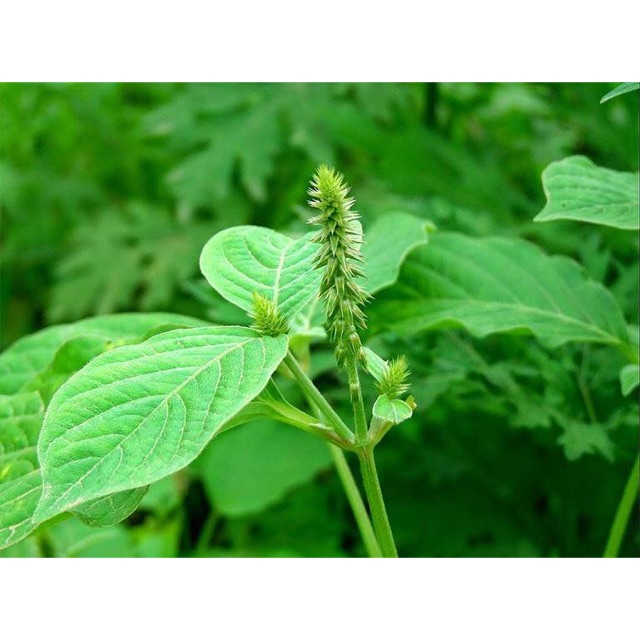 Cây cỏ xước tươi 500g