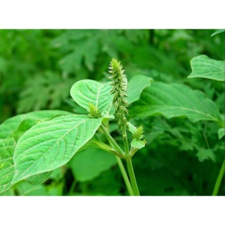 Cây cỏ xước tươi 500g