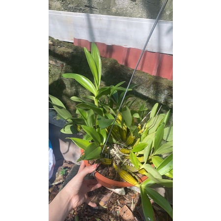 SƠN THUỶ TIÊN CHẬU TRỒNG THUẦN ĐANG MÙA RA HOA CỰC ĐẸP