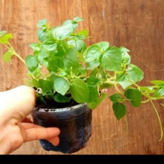 cây giống rau càng cua