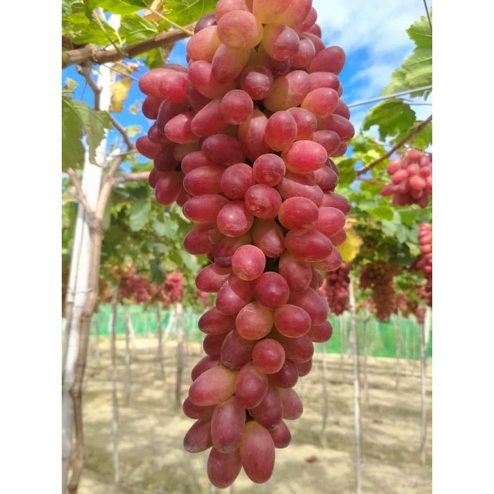 Cây Giống Nho Ngón tay đỏ 152 Hồng Nhật móng tay leo giàn Ninh Thuận NG04