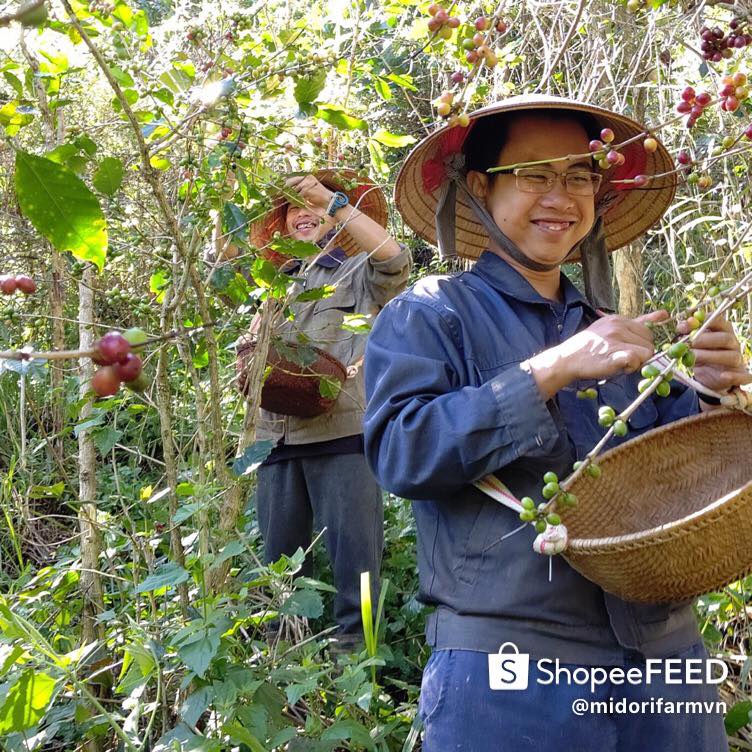Cà phê sạch Blend 30% Arabica vườn nhà Midori Farm 500g, túi nhôm sang trọng | BigBuy360 - bigbuy360.vn