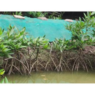 Thủy Sinh - Cây Thủy Sinh - Đước - Biotope - Bán Cạn